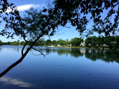 Reflection Water Nature Tree