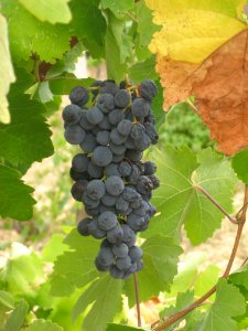 Grape Grapevine Family Fruit Vitis photo