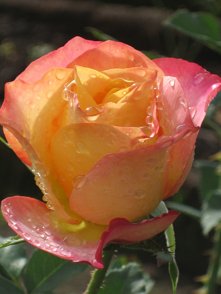 Orange flower blossom