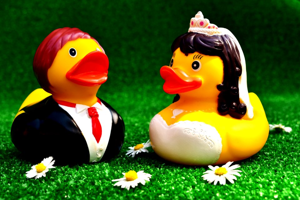 Yellow Water Bird Duck Vertebrate