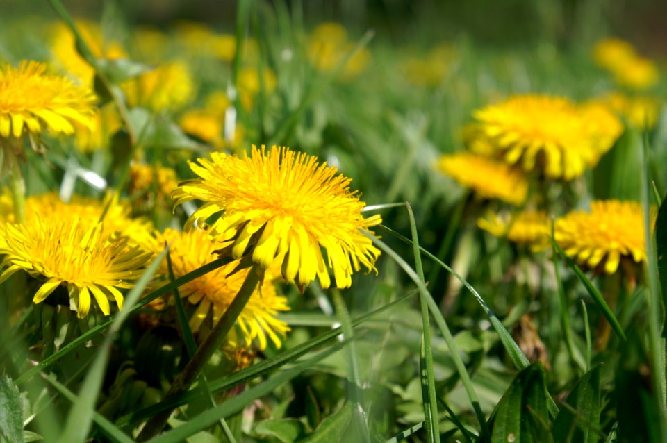 Flower Dandelion Yellow Sow Thistles photo