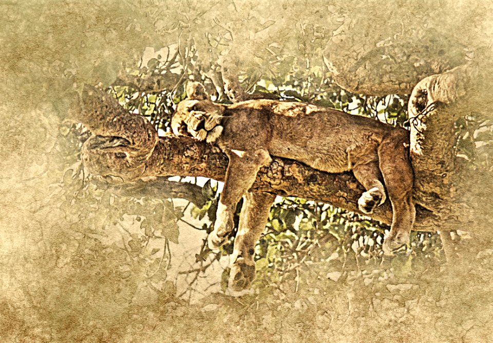 Fauna Wildlife Mammal Terrestrial Animal