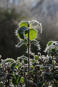 Forest frozen backlighting photo