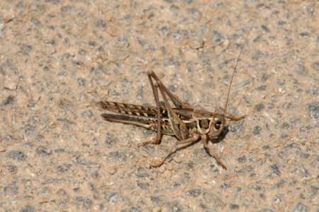 Insect Fauna Invertebrate Grasshopper