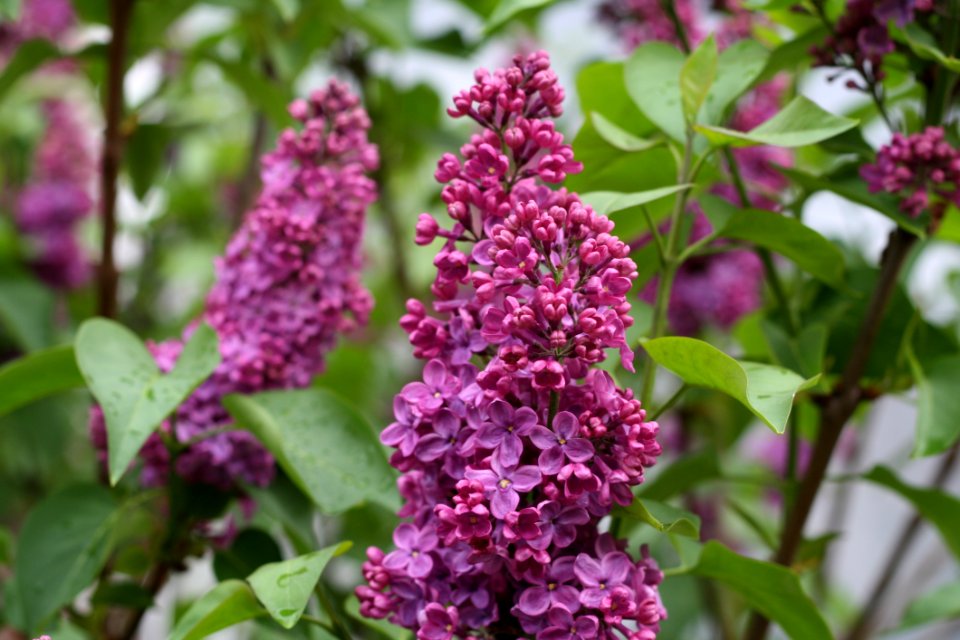 Flower Plant Lilac Shrub