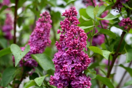 Flower Plant Lilac Shrub photo