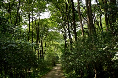 Ecosystem Woodland Vegetation Nature
