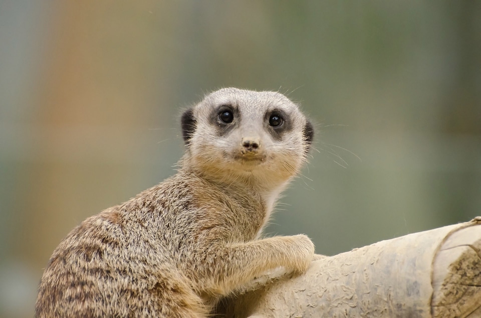 Animal creature cute
