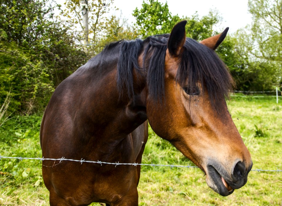 Horse Bridle Mane Halter
