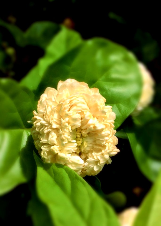 Flower Plant Spring Lady Banks Rose