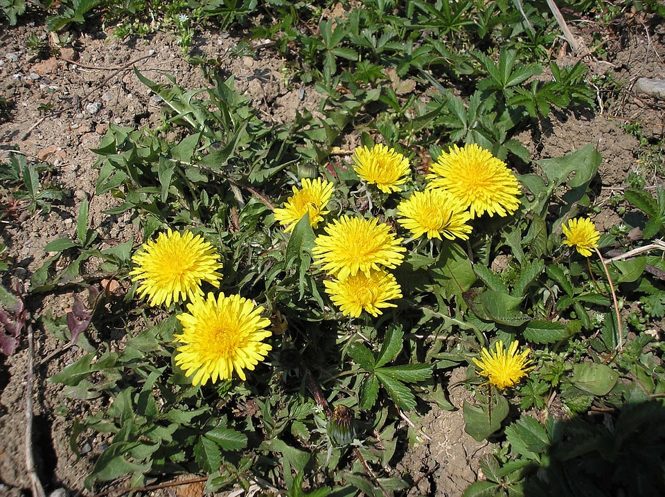 Dandelion meadow weed