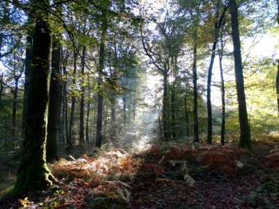 Woodland Ecosystem Forest Temperate Broadleaf And Mixed Forest photo