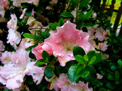 Flower Pink Plant Woody Plant photo