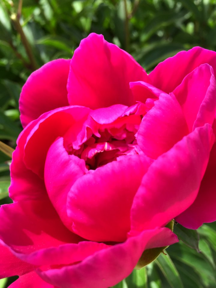 Flower Flowering Plant Pink Plant