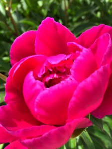 Flower Flowering Plant Pink Plant photo