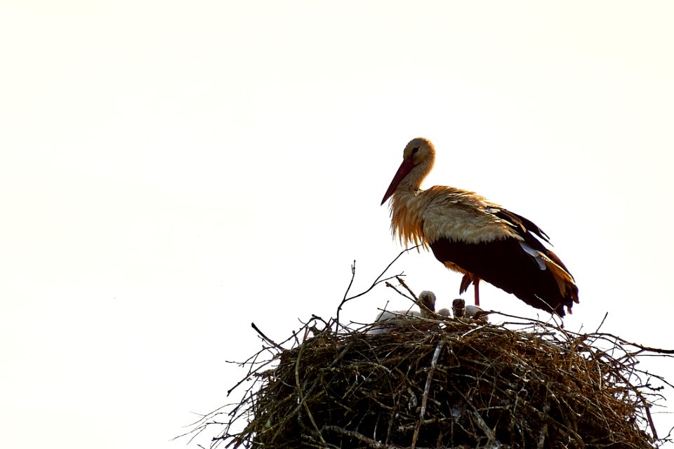 Bird Stork Fauna Ciconiiformes