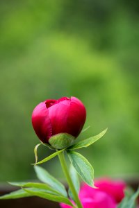 Flower Bud Plant Leaf