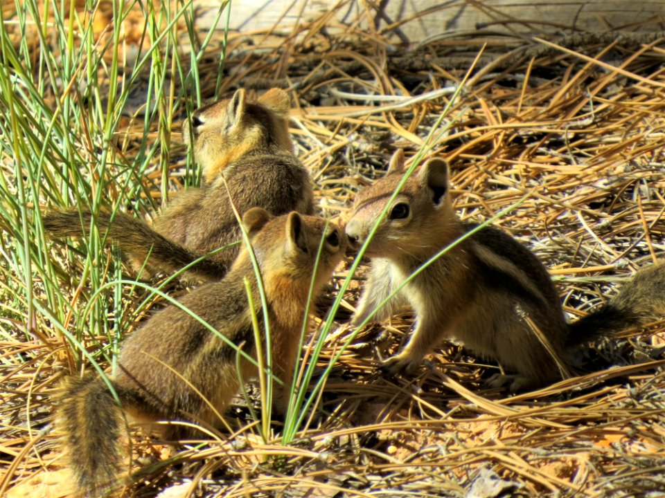 Fauna Mammal Wildlife Squirrel