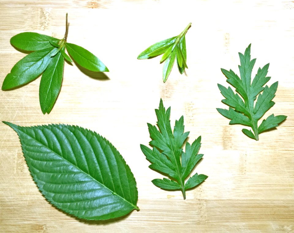 Leaf Plant Flowerpot Tree