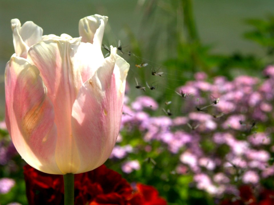 Flower Plant Flora Flowering Plant