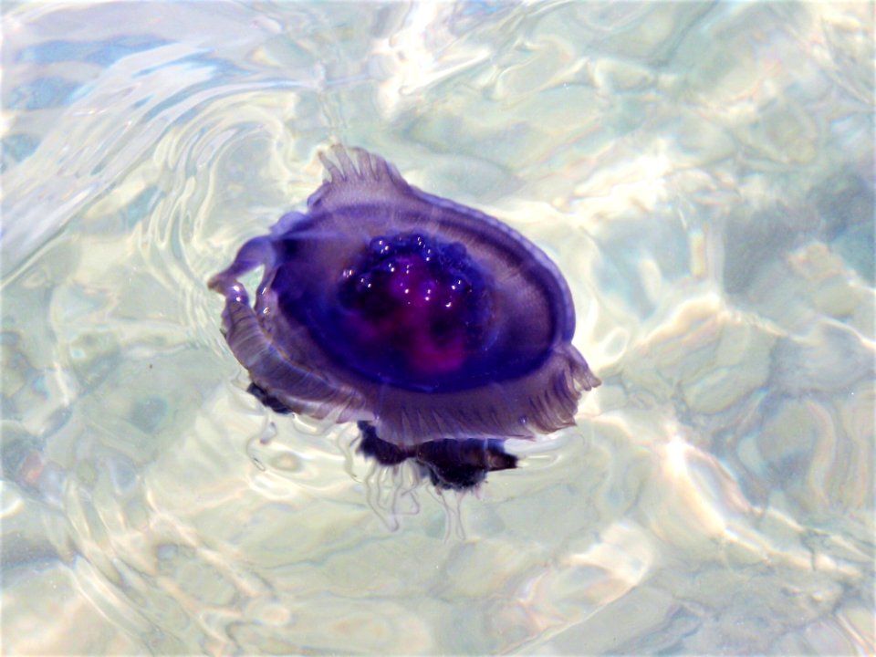 Water Purple Violet Close Up