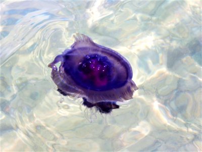 Water Purple Violet Close Up