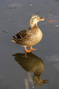 Bird Duck Mallard Water Bird photo