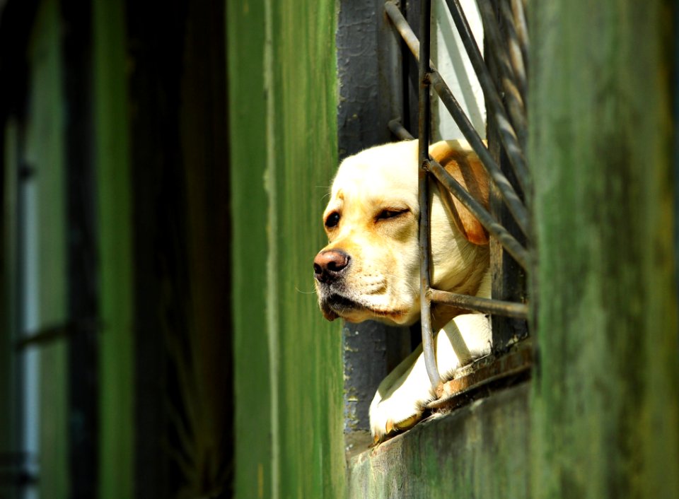 Dog Dog Like Mammal Dog Breed Snout