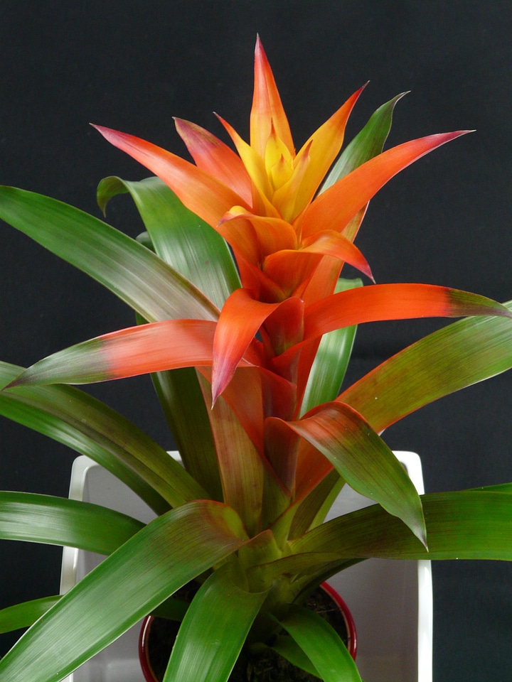 Bloom bromeliaceae ornamental plant