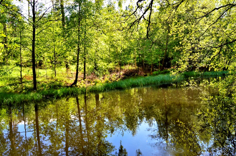 Reflection Water Nature Ecosystem