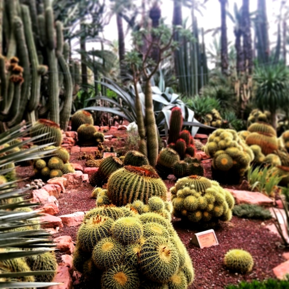 Plant Cactus Hedgehog Cactus Biome