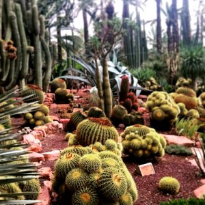 Plant Cactus Hedgehog Cactus Biome photo
