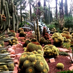 Plant Cactus Hedgehog Cactus Biome