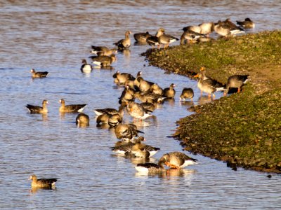 Bird Fauna Water Bird Duck photo