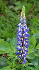 Plant Flower Lupin Lupinus Mutabilis photo