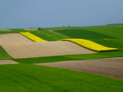 Field Green Grassland Yellow