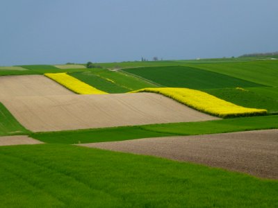 Field Green Grassland Yellow photo