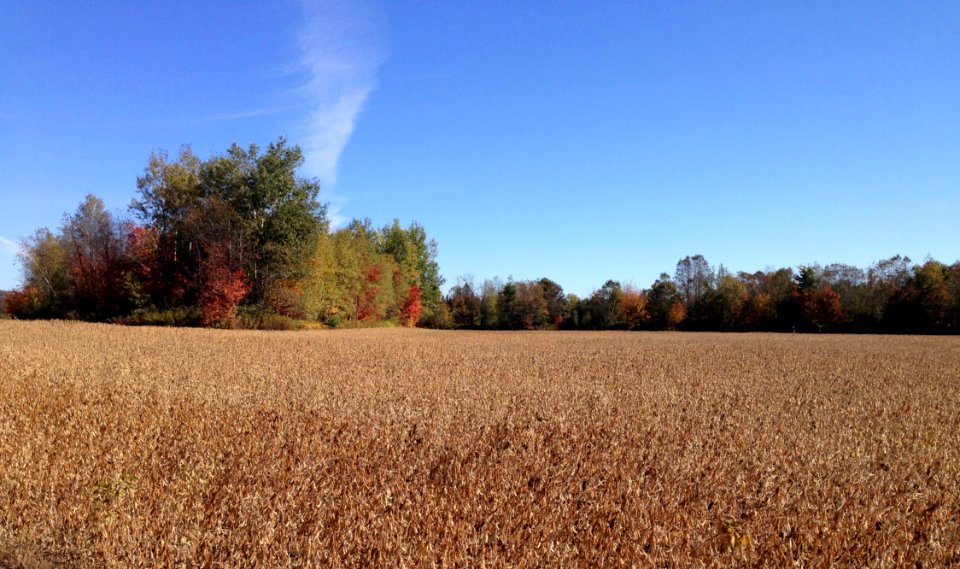 Field Sky Crop Grass Family