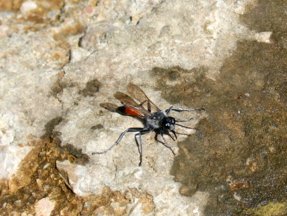 Insect Invertebrate Fauna Arthropod