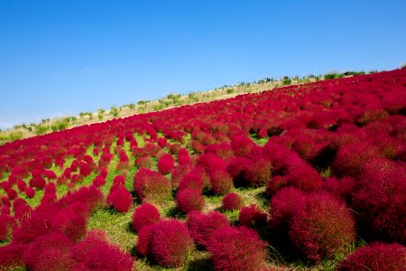 Sky Vegetation Flower Field