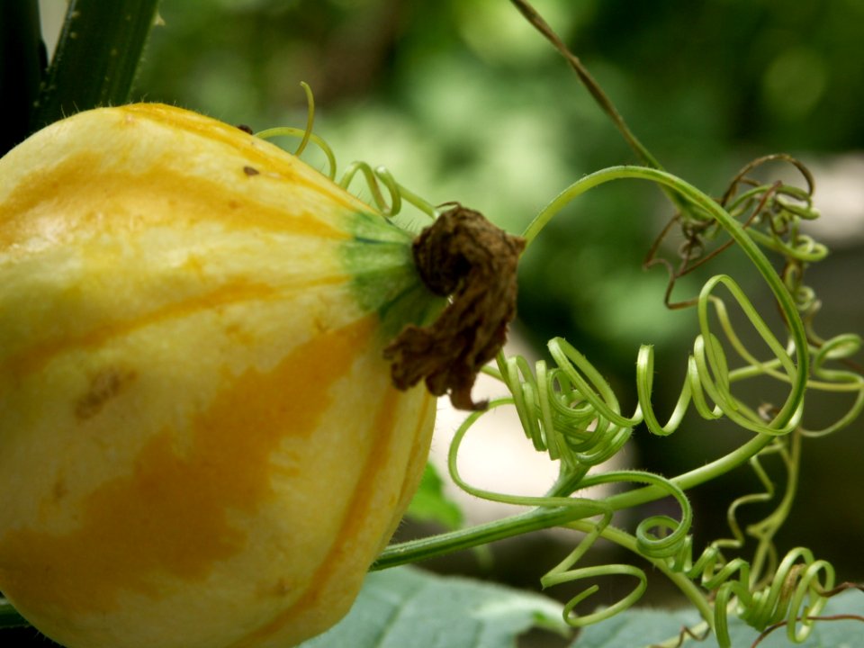 Insect Cucumber Gourd And Melon Family Fruit Cucurbita