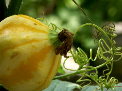 Insect Cucumber Gourd And Melon Family Fruit Cucurbita
