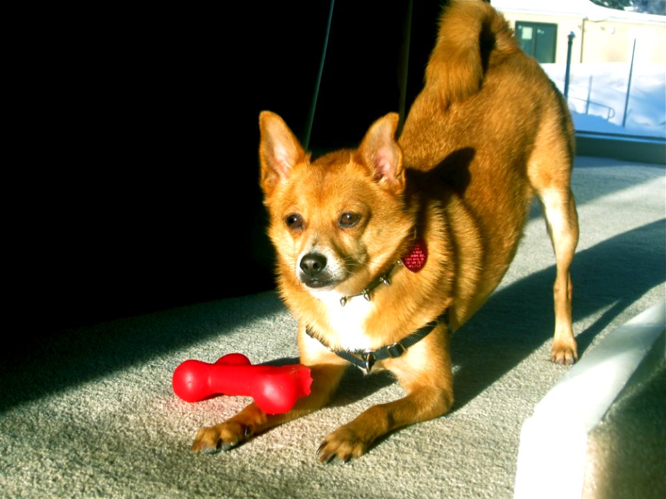 Dog Dog Like Mammal Dog Breed Mammal