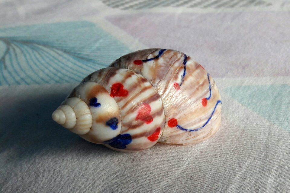 Seashell Conch Material Shankha
