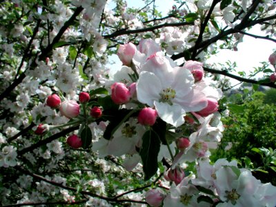 Blossom Plant Spring Branch