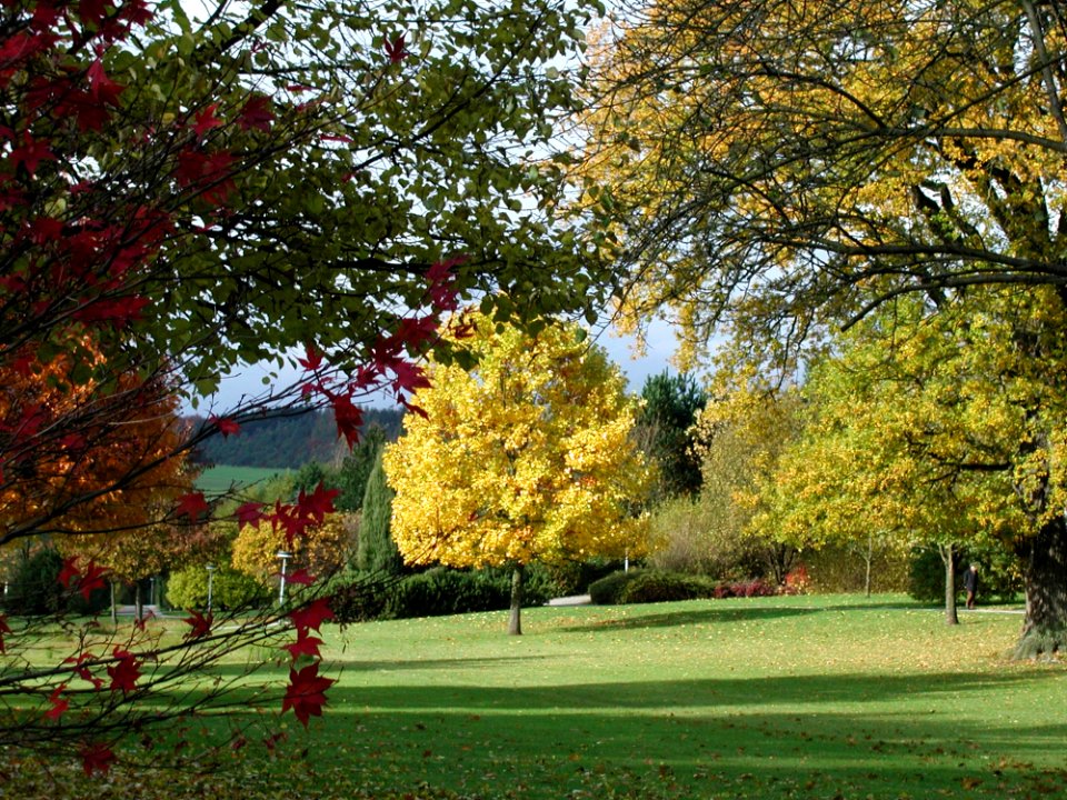 Leaf Nature Autumn Tree