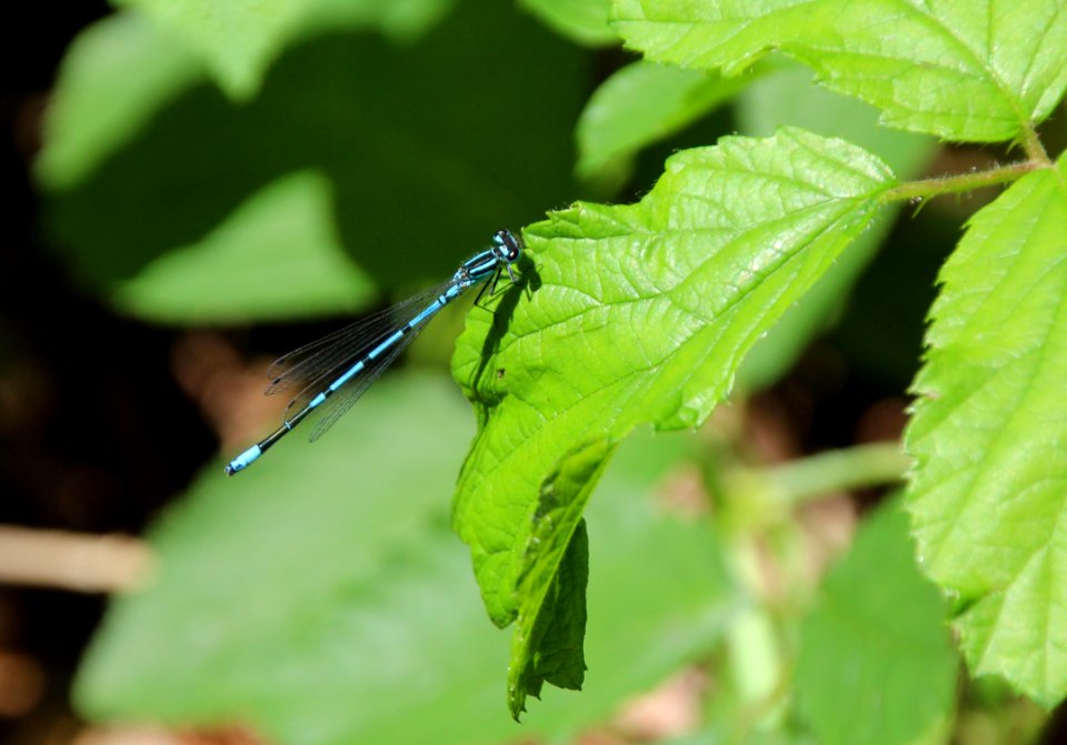 Insect Damselfly Leaf Dragonflies And Damseflies photo