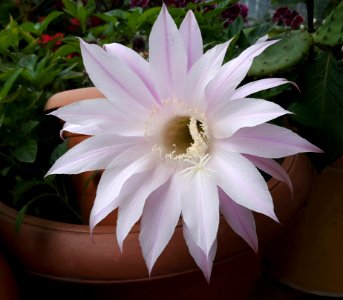 Plant Flower Flowering Plant Flora