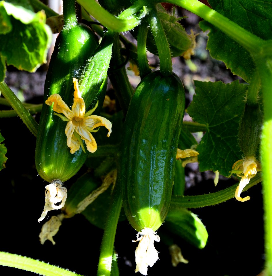 Plant Flora Cucumber Cucumber Gourd And Melon Family