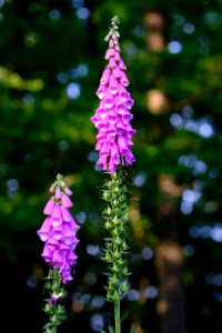 Flower Plant Flora Digitalis photo